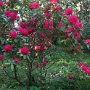 Rhododendron Impressionen